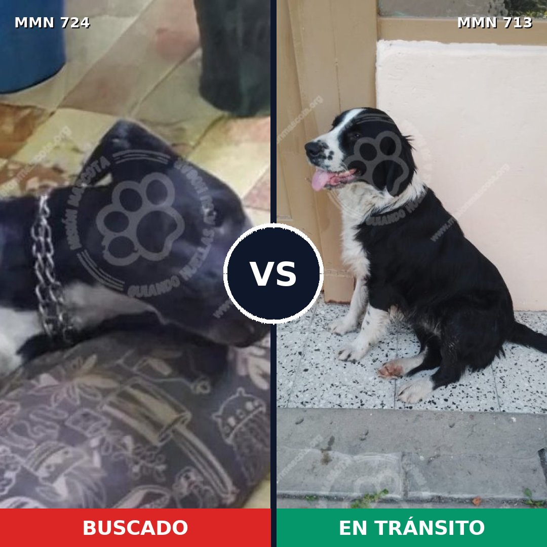 Comparativa MMS 11491: mascota perdida y mascota encontrada, 75% de similitud