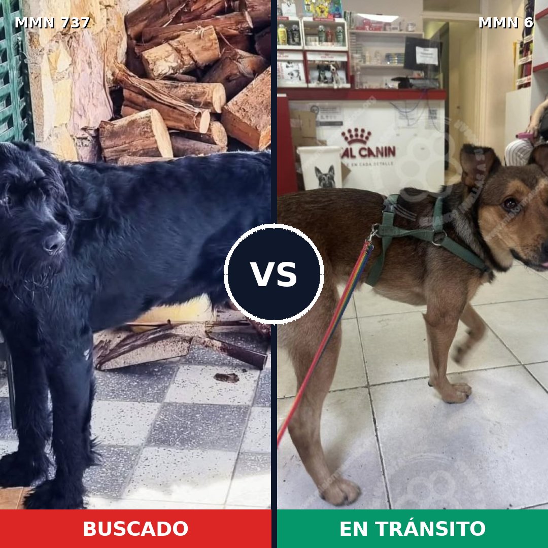 Comparativa MMS 11492: mascota perdida y mascota encontrada, 15% de similitud