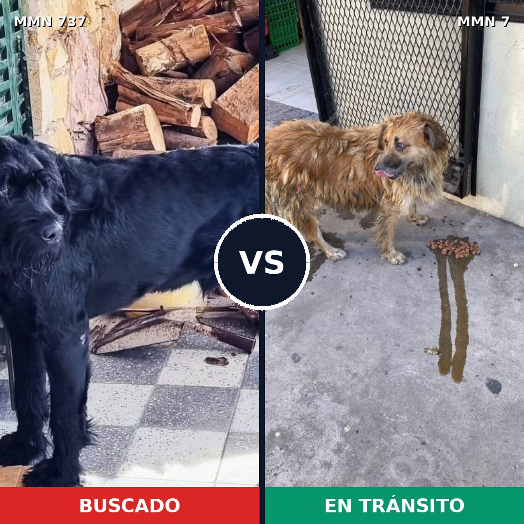 Comparativa MMS 11493: mascota perdida y mascota encontrada, 23% de similitud