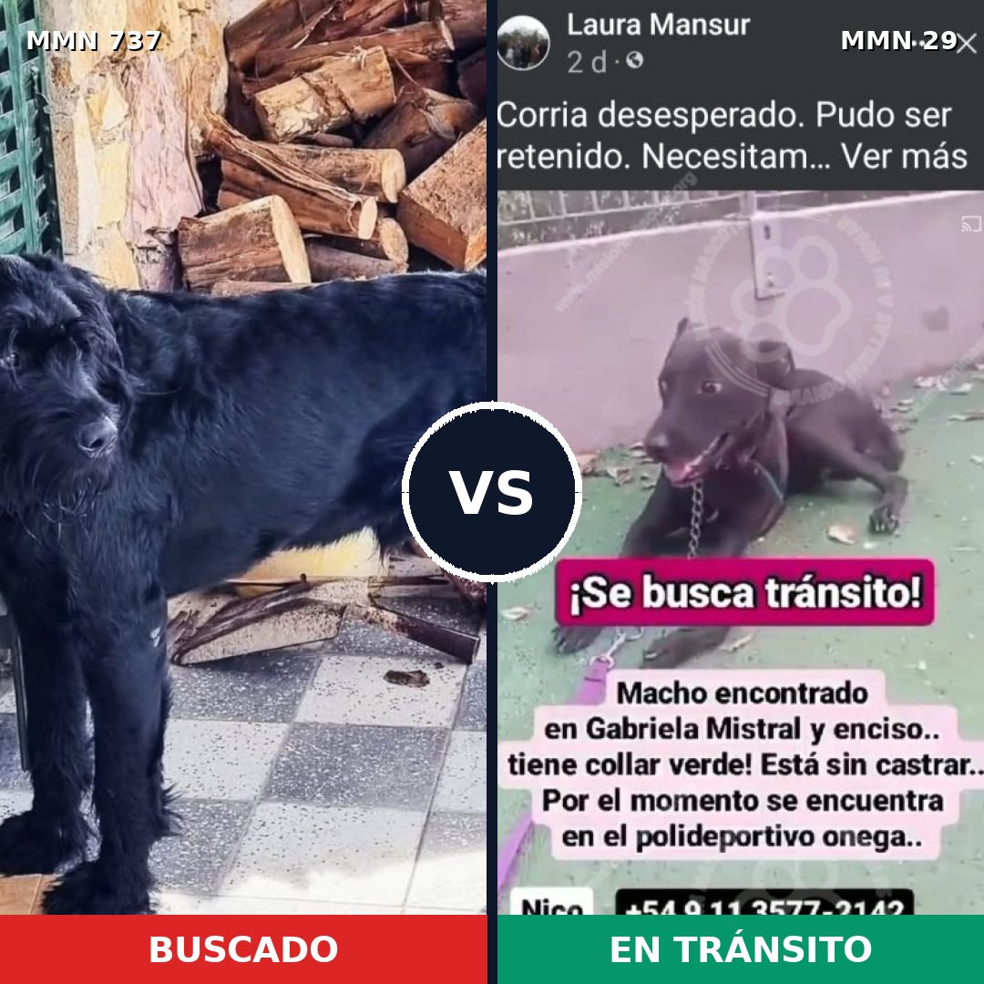 Comparativa MMS 11494: mascota perdida y mascota encontrada, 32% de similitud