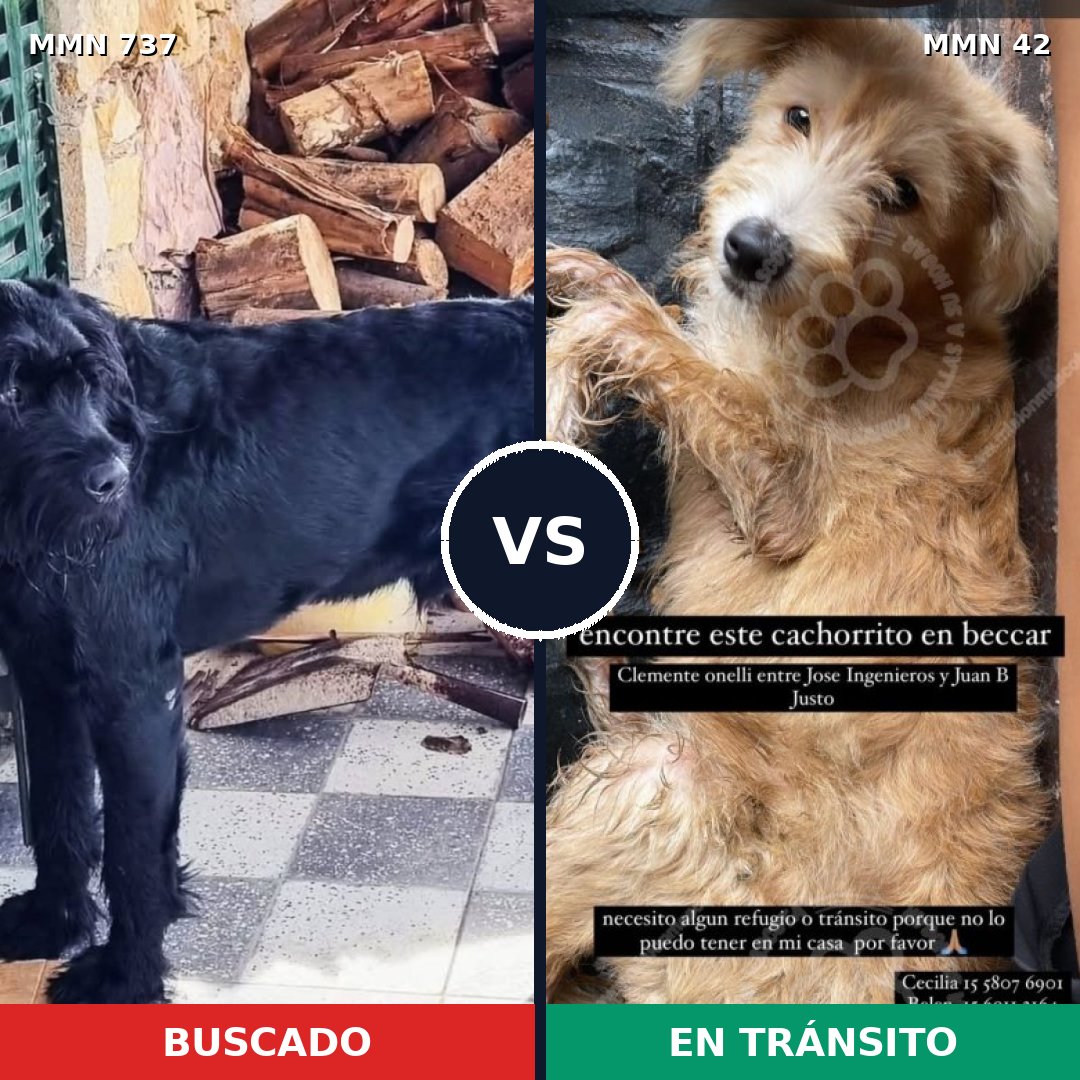 Comparativa MMS 11495: mascota perdida y mascota encontrada, 15% de similitud