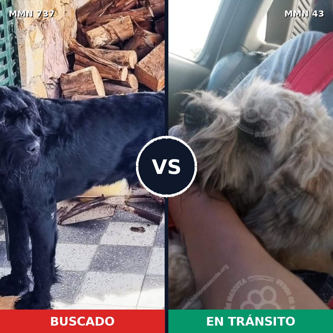 Comparativa MMS 11496: mascota perdida y mascota encontrada, 15% de similitud