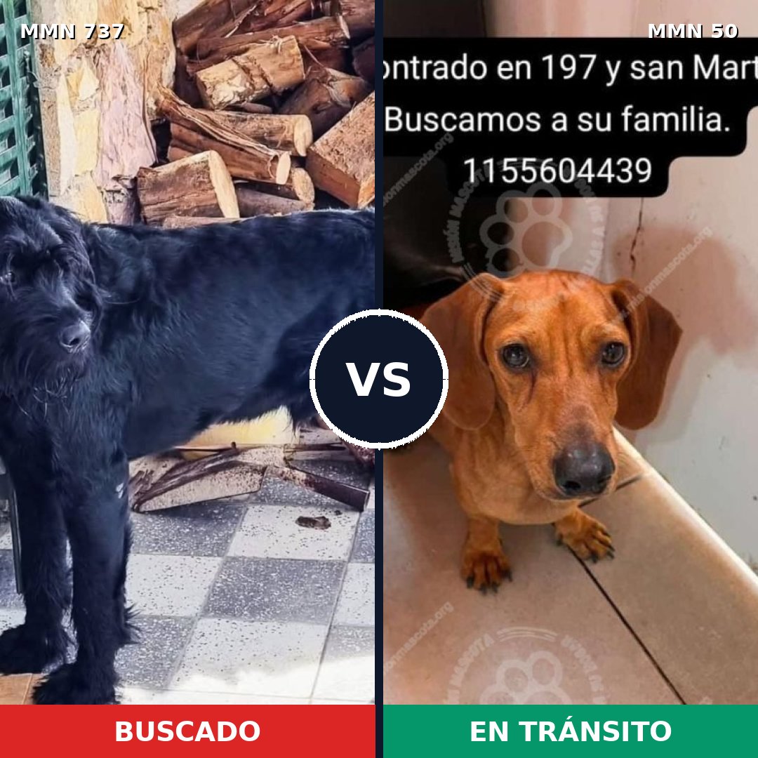 Comparativa MMS 11497: mascota perdida y mascota encontrada, 16% de similitud