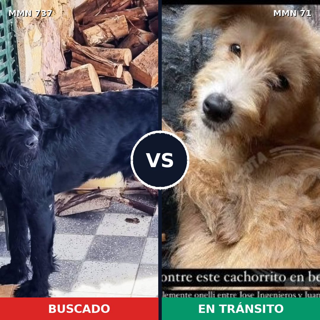 Comparativa MMS 11498: mascota perdida y mascota encontrada, 15% de similitud