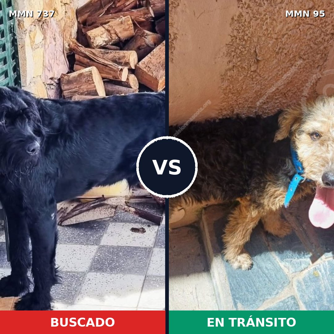 Comparativa MMS 11499: mascota perdida y mascota encontrada, 22% de similitud