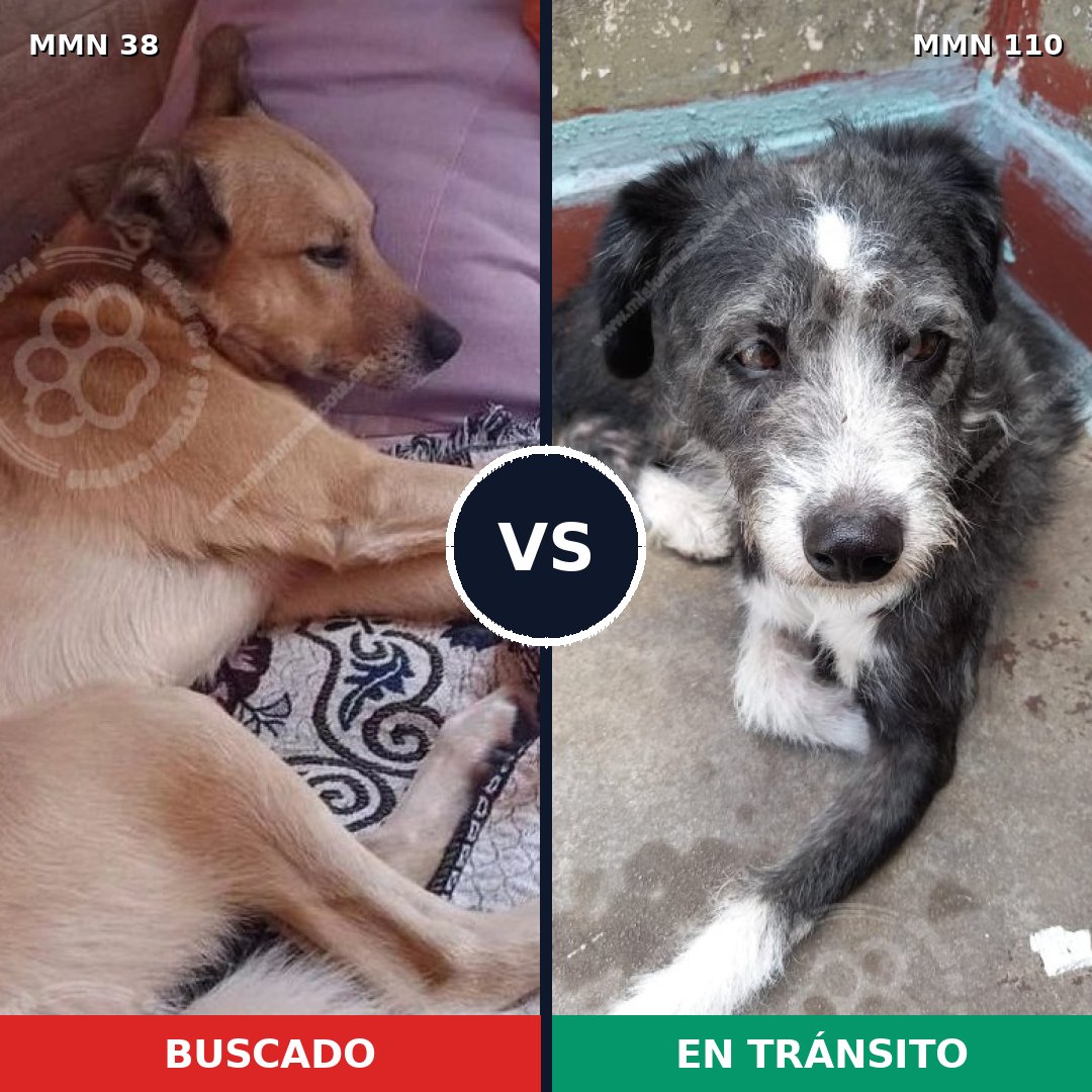 Comparativa MMS 115: mascota perdida y mascota encontrada, 68% de similitud