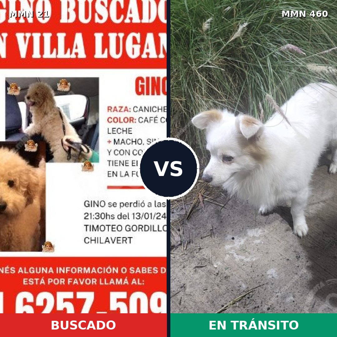Comparativa MMS 1150: mascota perdida y mascota encontrada, 50% de similitud
