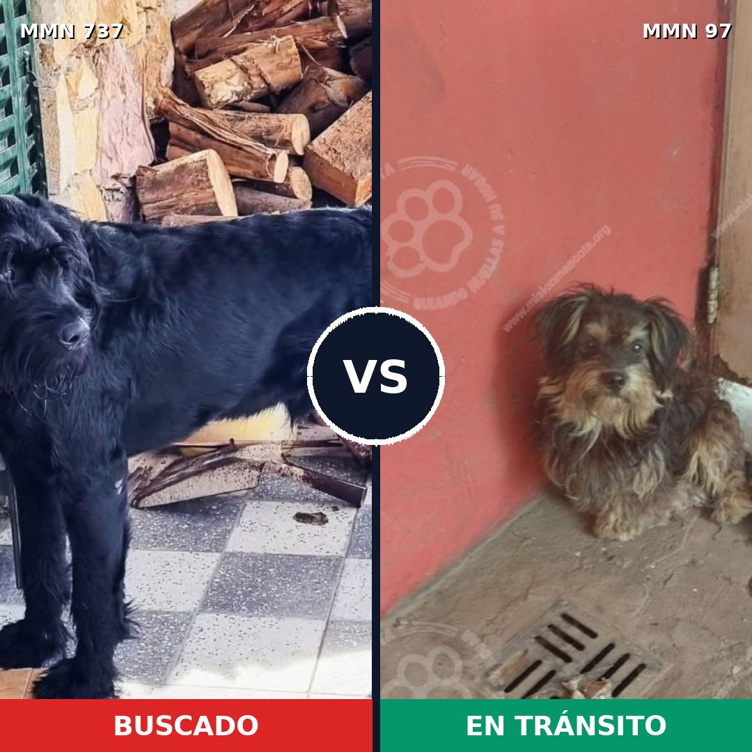 Comparativa MMS 11500: mascota perdida y mascota encontrada, 21% de similitud