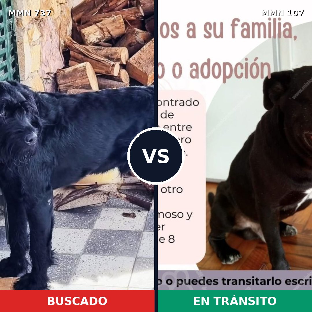 Comparativa MMS 11502: mascota perdida y mascota encontrada, 21% de similitud