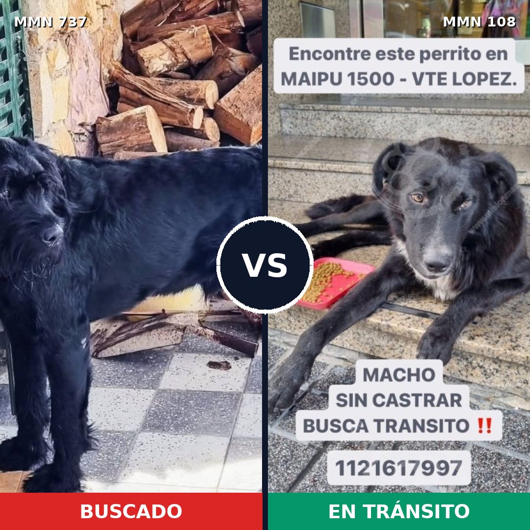 Comparativa MMS 11503: mascota perdida y mascota encontrada, 22% de similitud