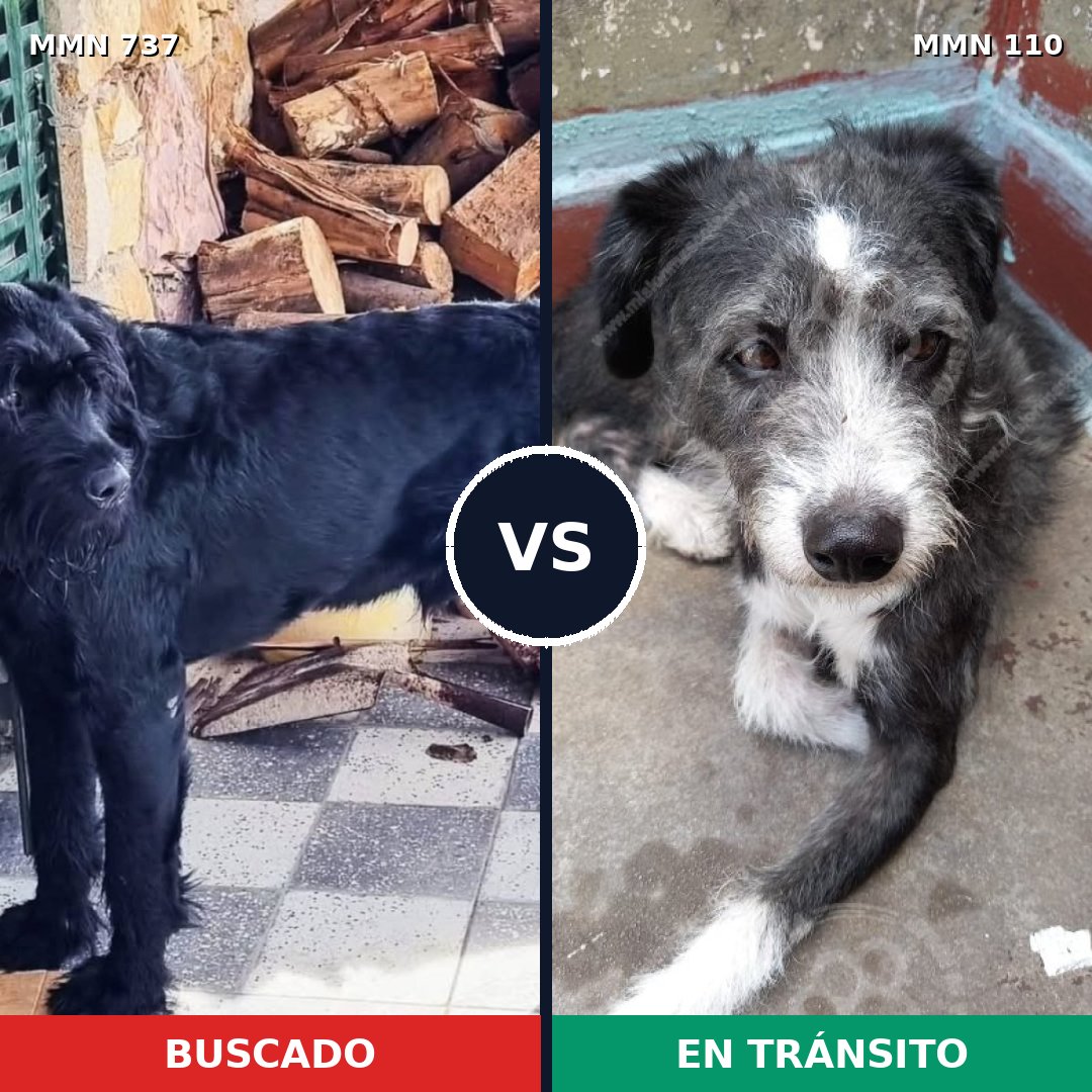 Comparativa MMS 11504: mascota perdida y mascota encontrada, 24% de similitud