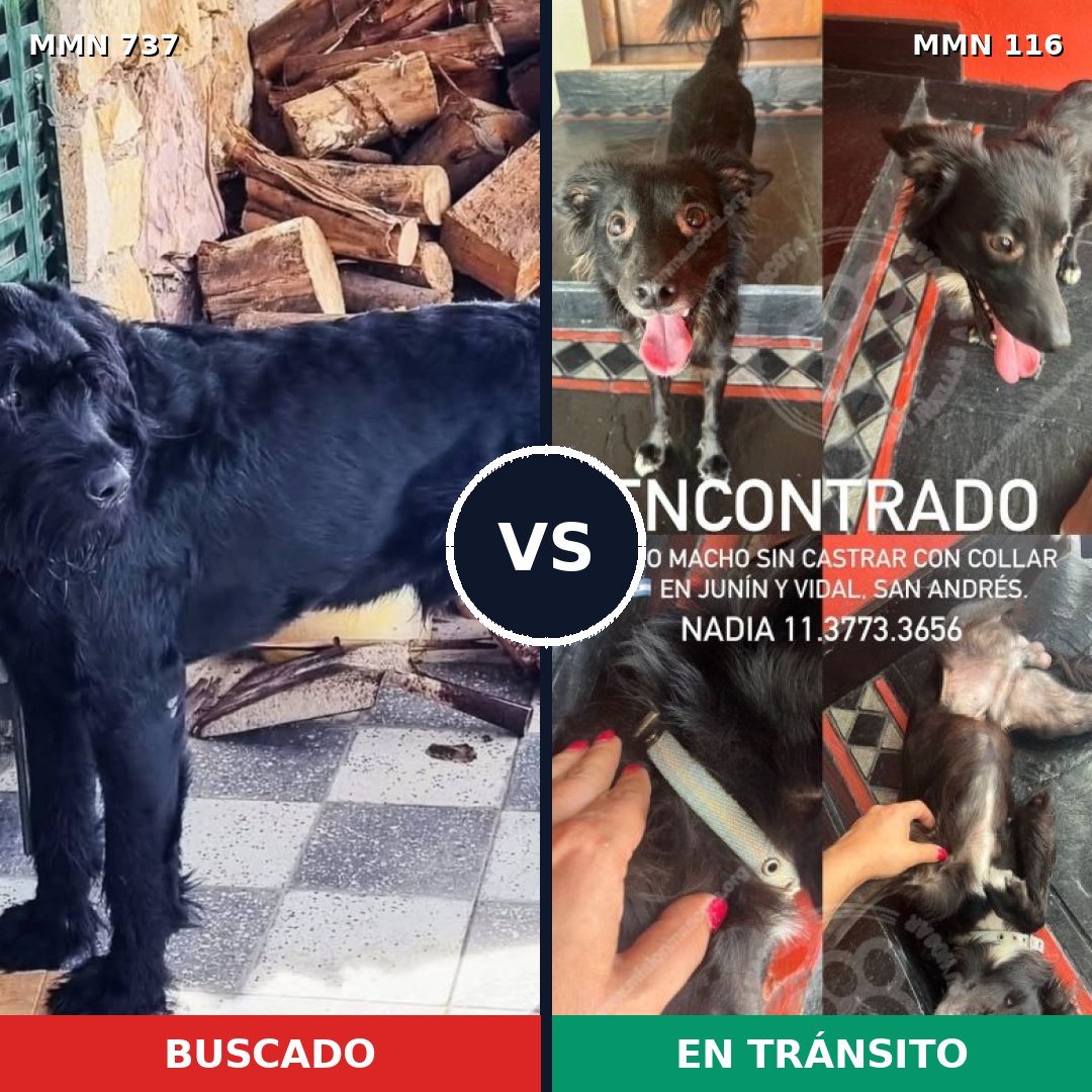 Comparativa MMS 11505: mascota perdida y mascota encontrada, 24% de similitud