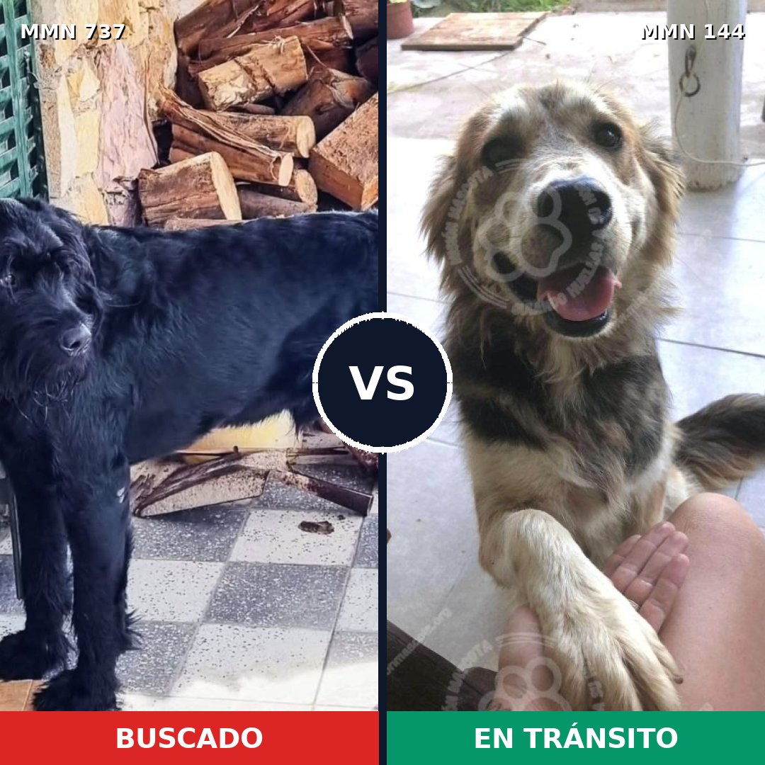 Comparativa MMS 11507: mascota perdida y mascota encontrada, 21% de similitud