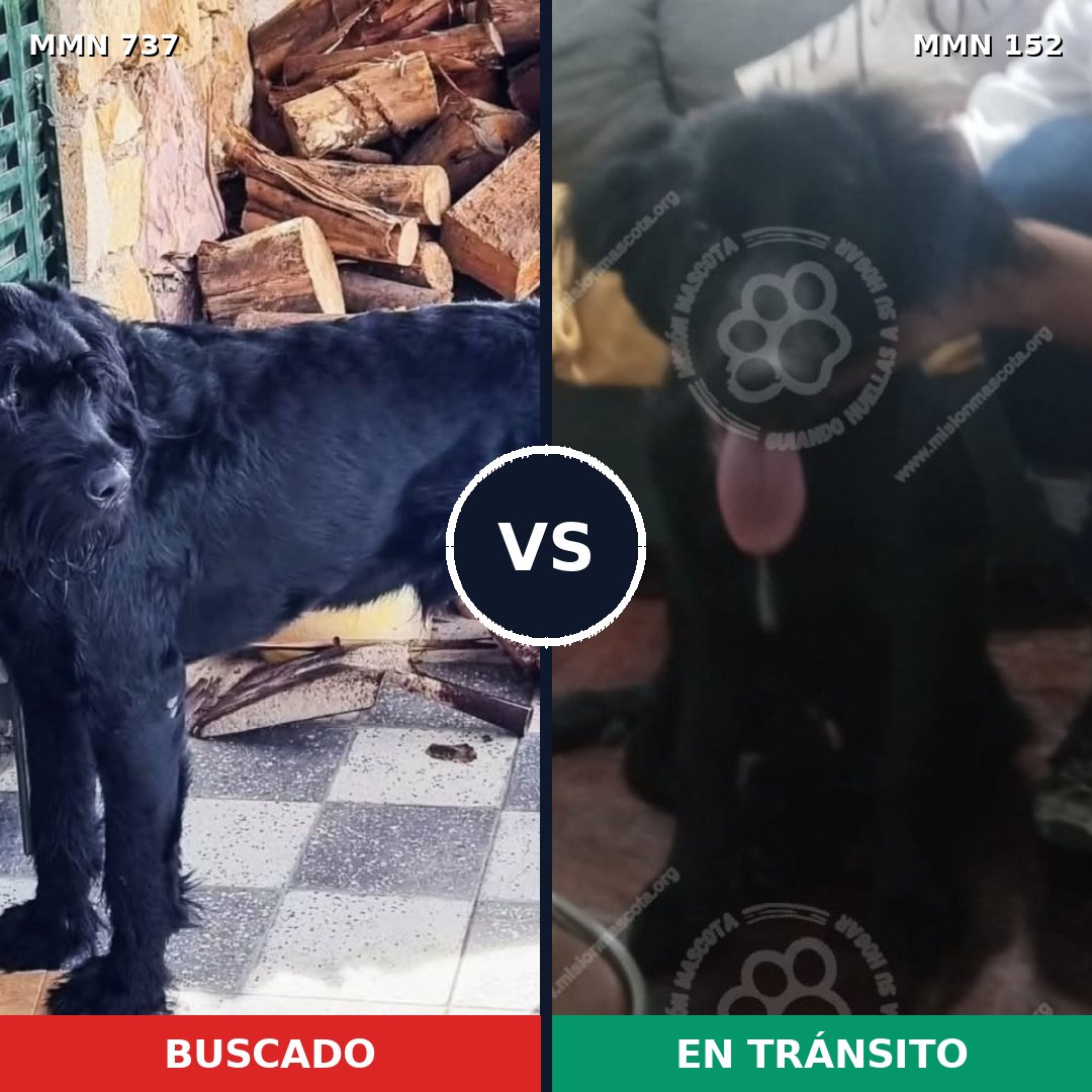 Comparativa MMS 11508: mascota perdida y mascota encontrada, 27% de similitud