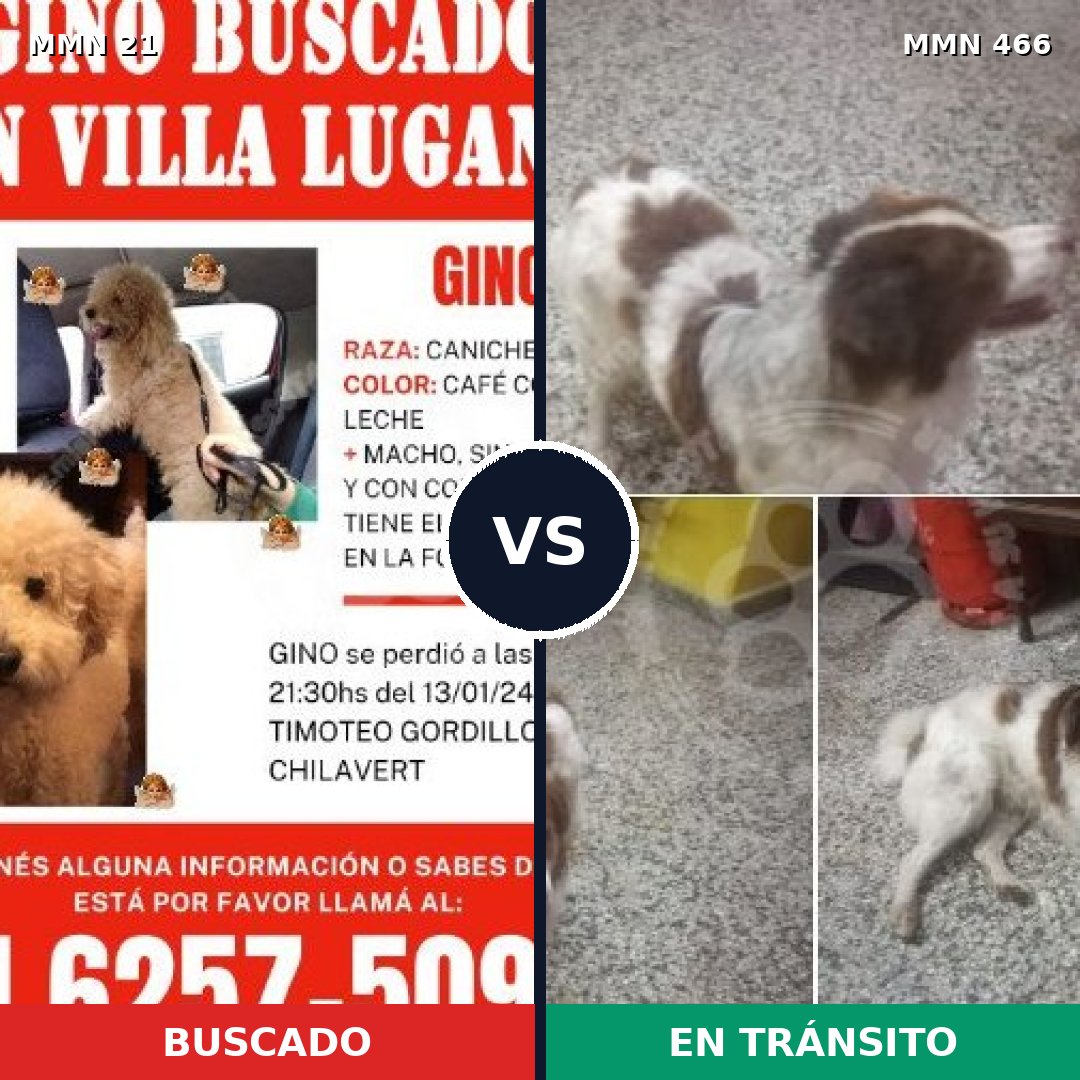 Comparativa MMS 1151: mascota perdida y mascota encontrada, 33% de similitud