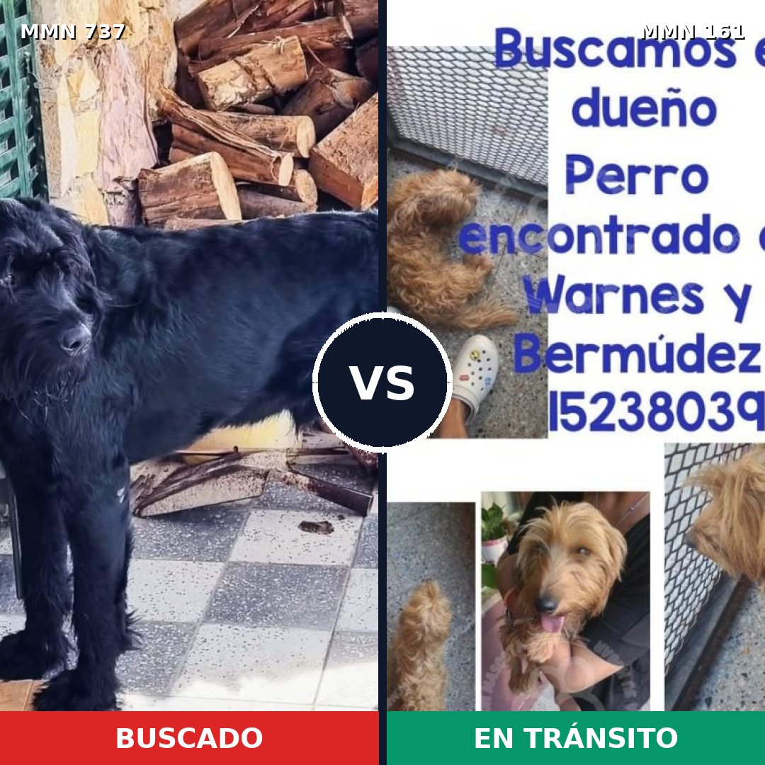 Comparativa MMS 11510: mascota perdida y mascota encontrada, 15% de similitud