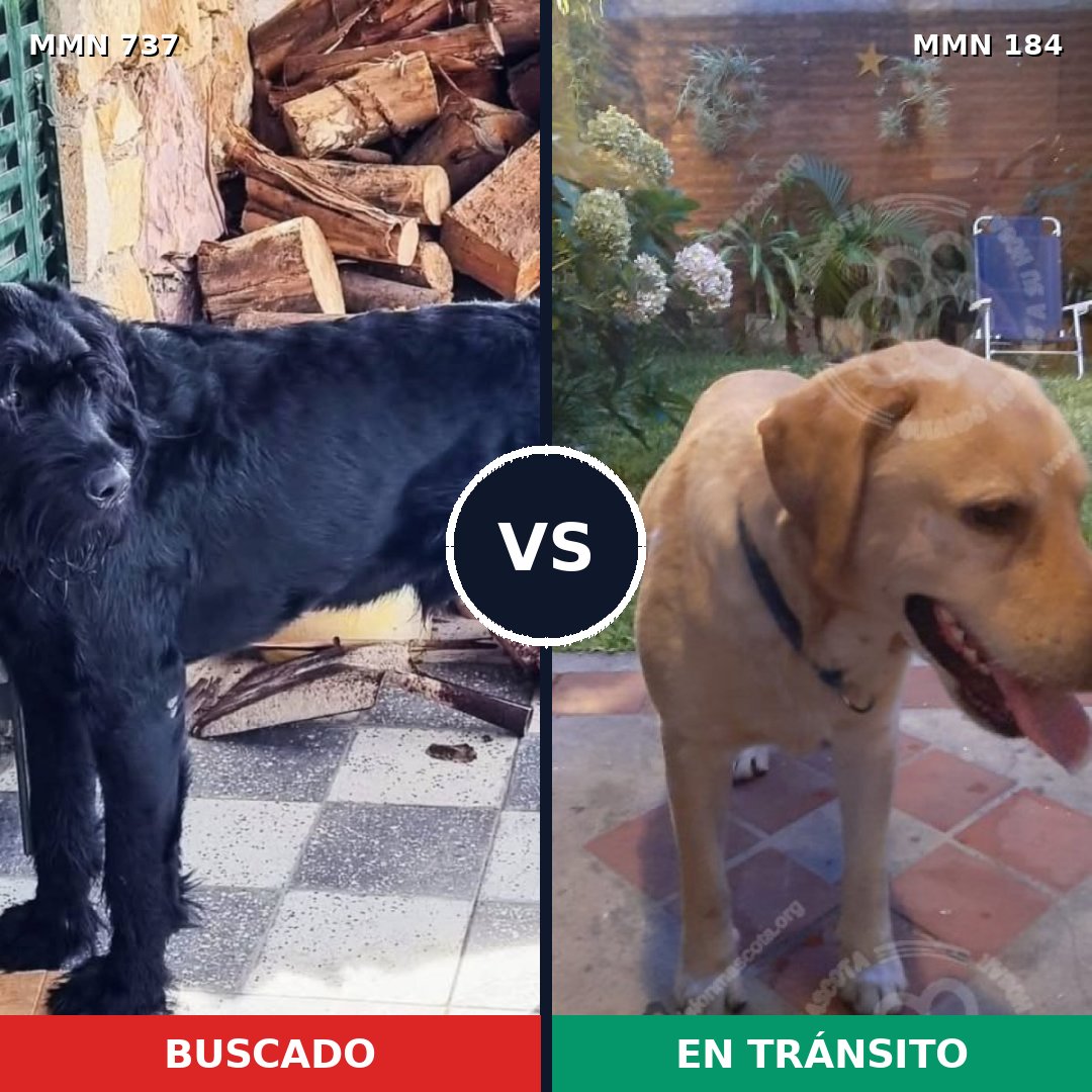 Comparativa MMS 11515: mascota perdida y mascota encontrada, 24% de similitud