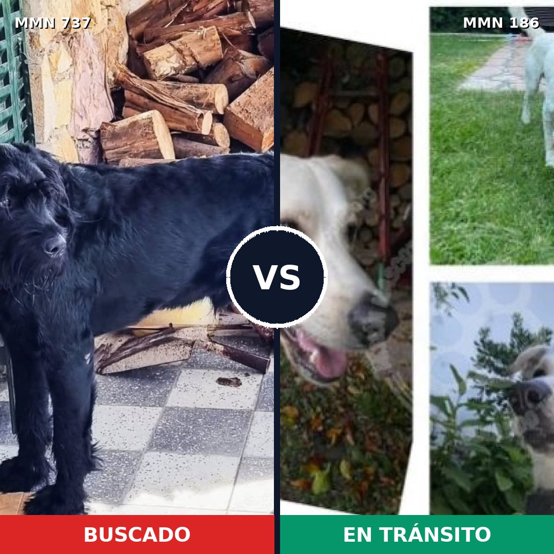 Comparativa MMS 11516: mascota perdida y mascota encontrada, 15% de similitud