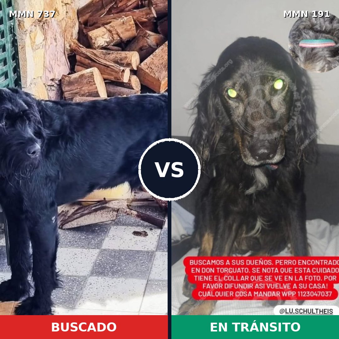 Comparativa MMS 11517: mascota perdida y mascota encontrada, 24% de similitud