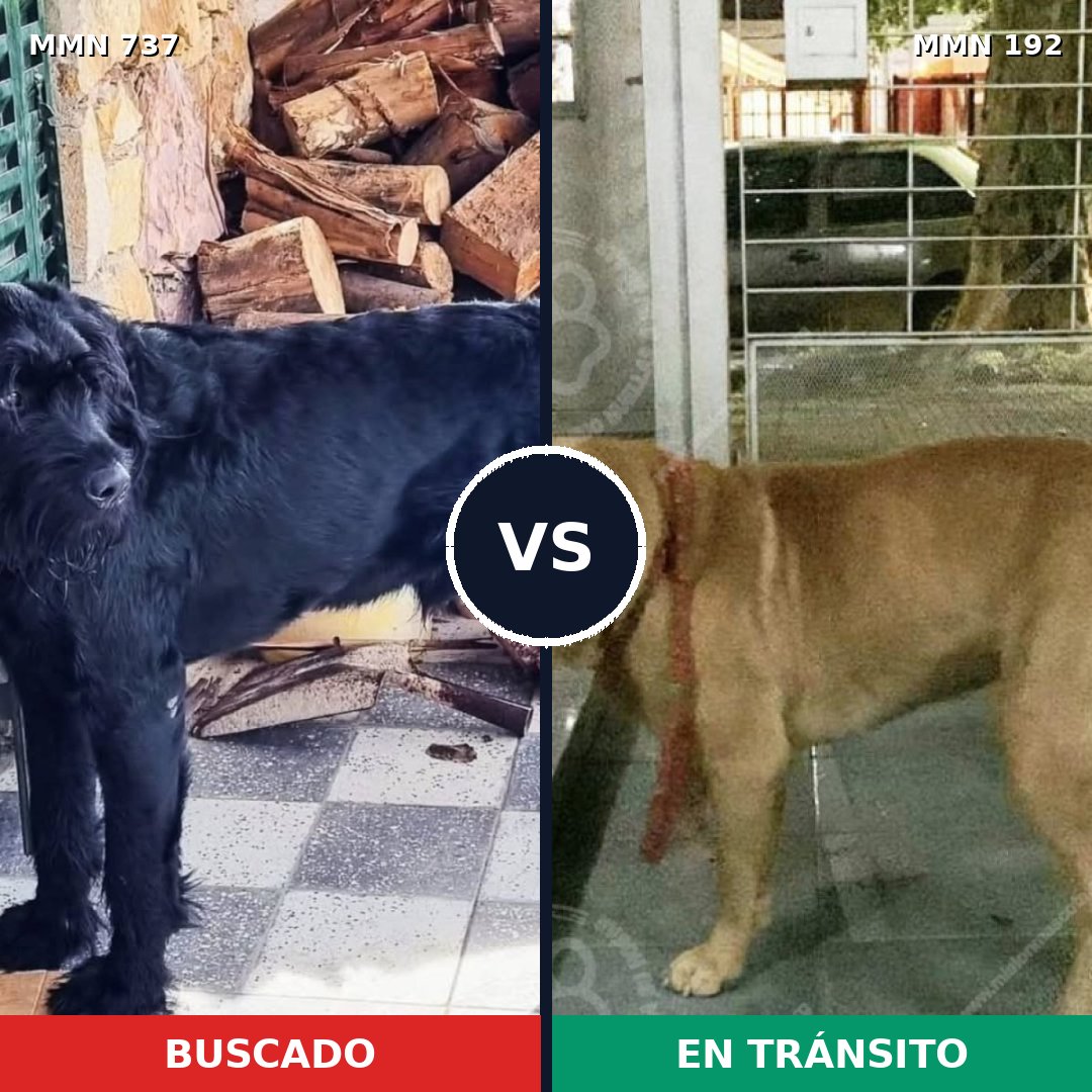 Comparativa MMS 11518: mascota perdida y mascota encontrada, 22% de similitud
