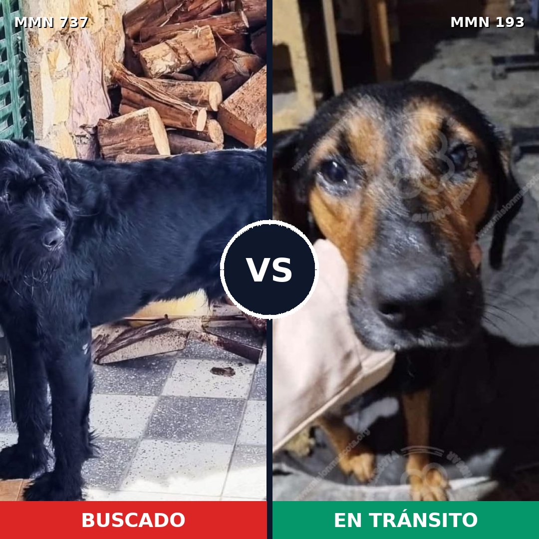 Comparativa MMS 11519: mascota perdida y mascota encontrada, 23% de similitud