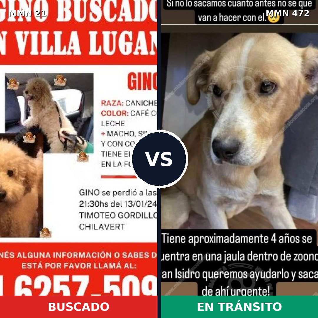 Comparativa MMS 1152: mascota perdida y mascota encontrada, 33% de similitud