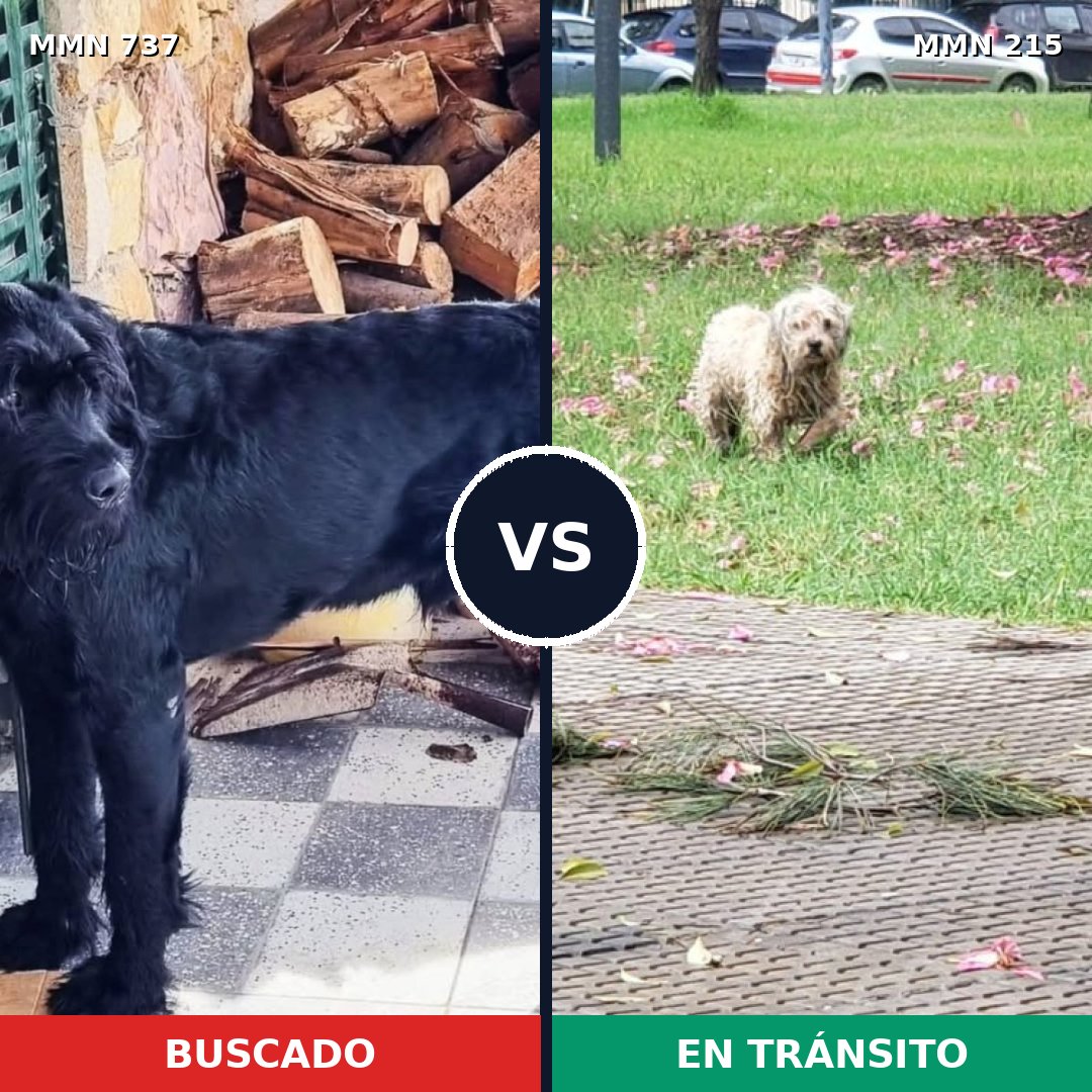 Comparativa MMS 11522: mascota perdida y mascota encontrada, 15% de similitud