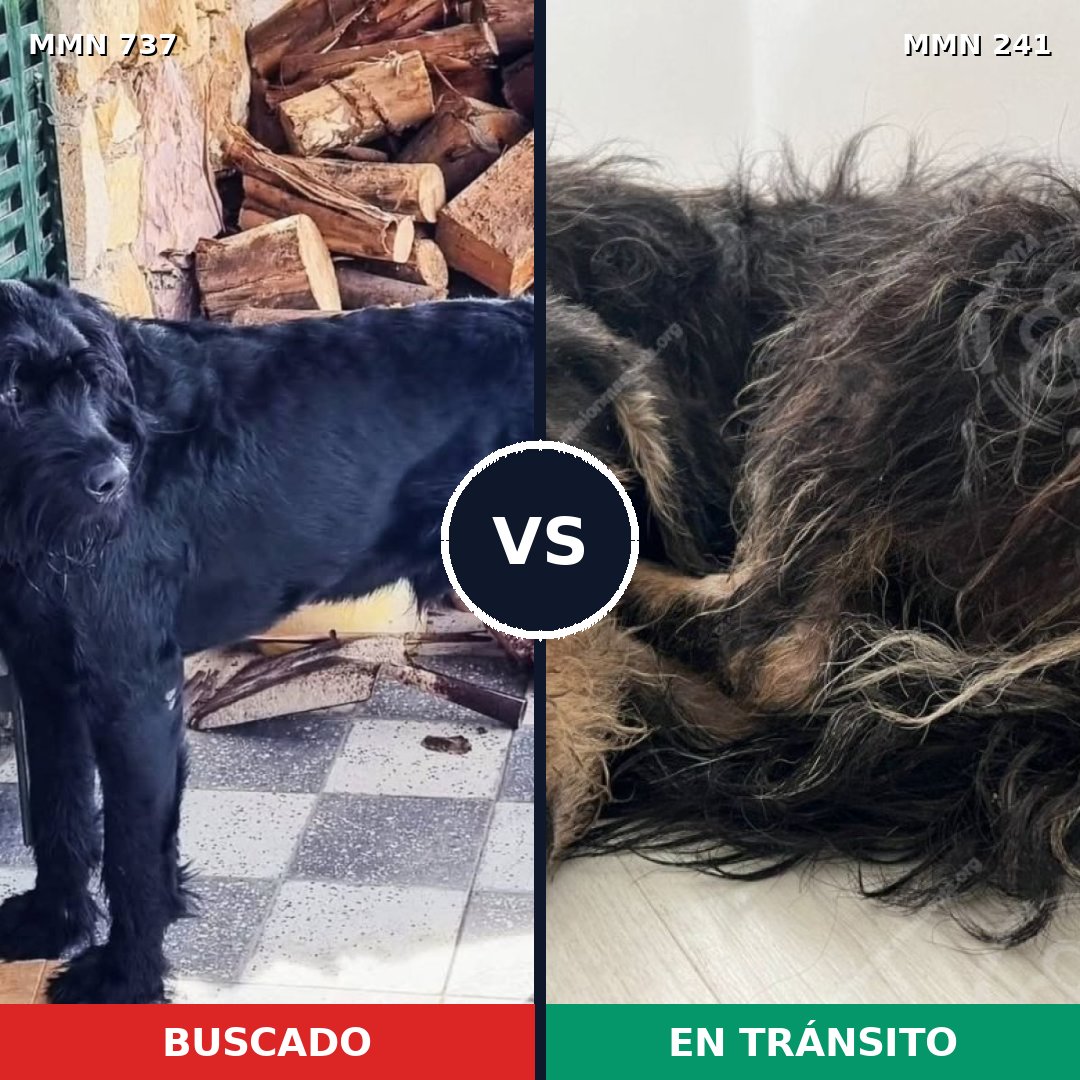 Comparativa MMS 11524: mascota perdida y mascota encontrada, 23% de similitud