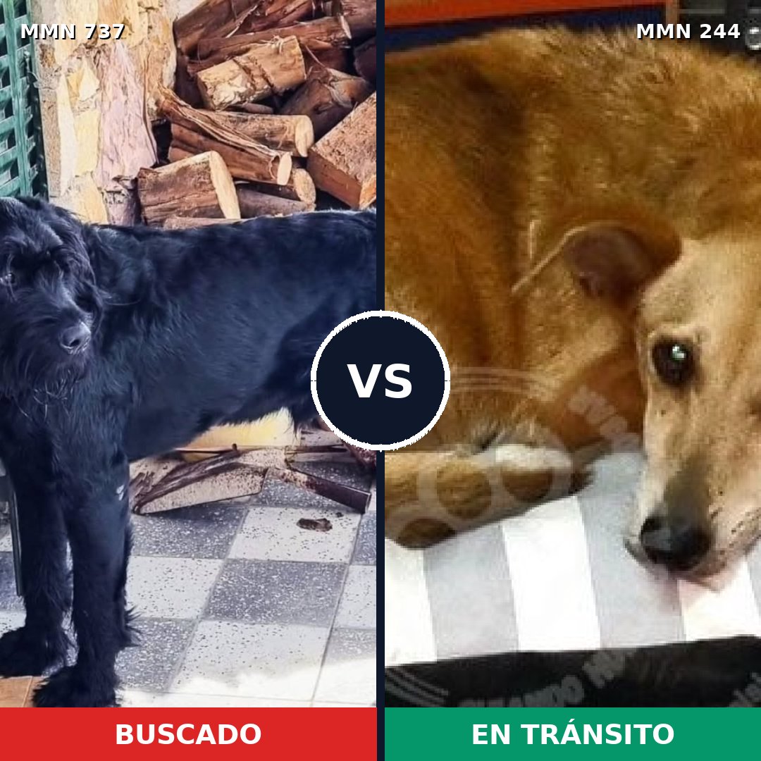Comparativa MMS 11525: mascota perdida y mascota encontrada, 16% de similitud