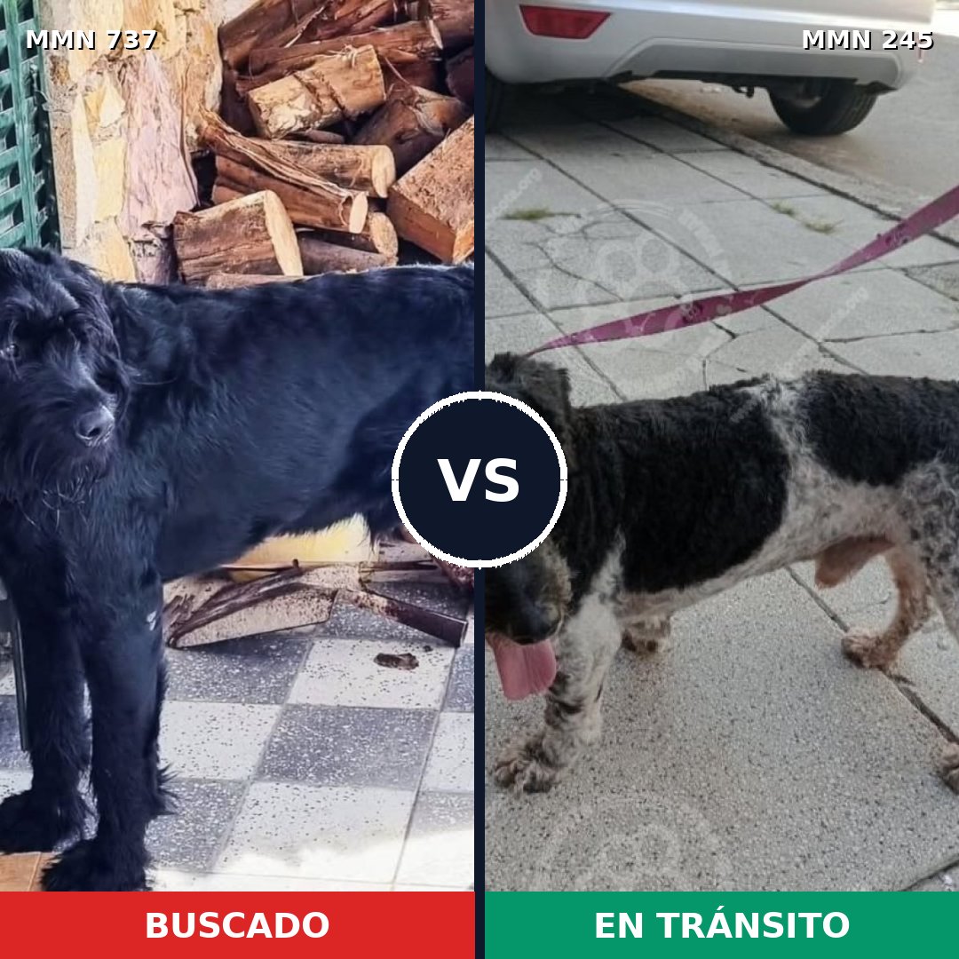 Comparativa MMS 11526: mascota perdida y mascota encontrada, 24% de similitud