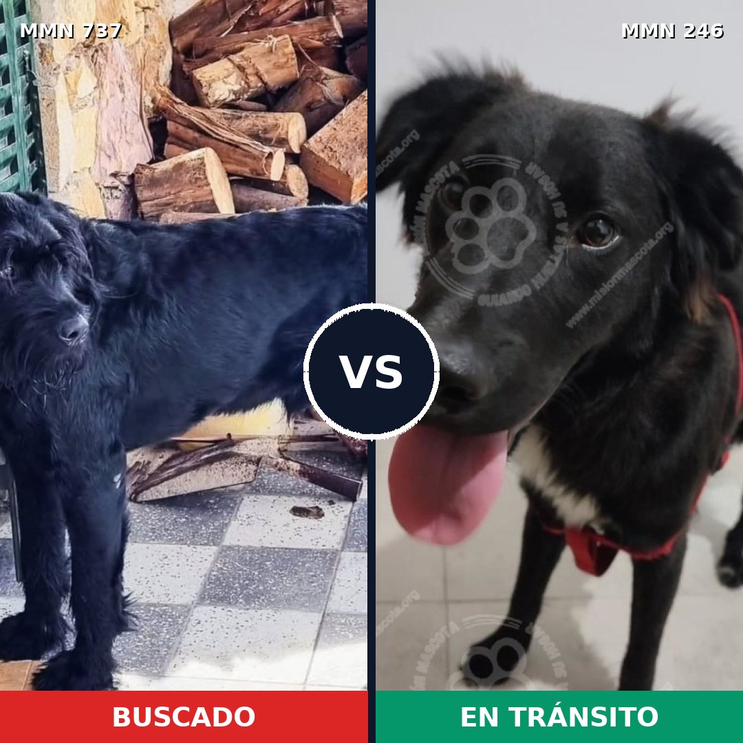 Comparativa MMS 11527: mascota perdida y mascota encontrada, 23% de similitud
