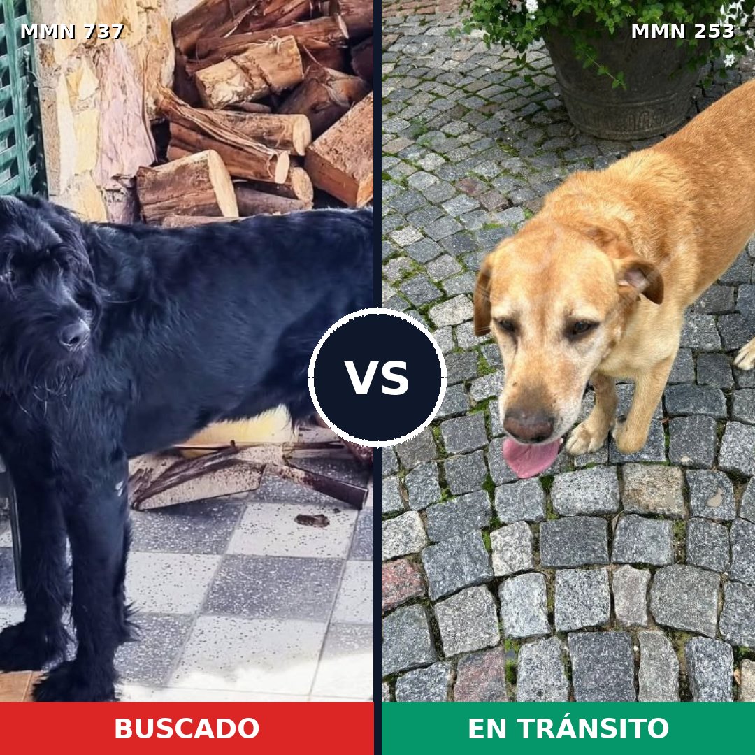 Comparativa MMS 11528: mascota perdida y mascota encontrada, 24% de similitud