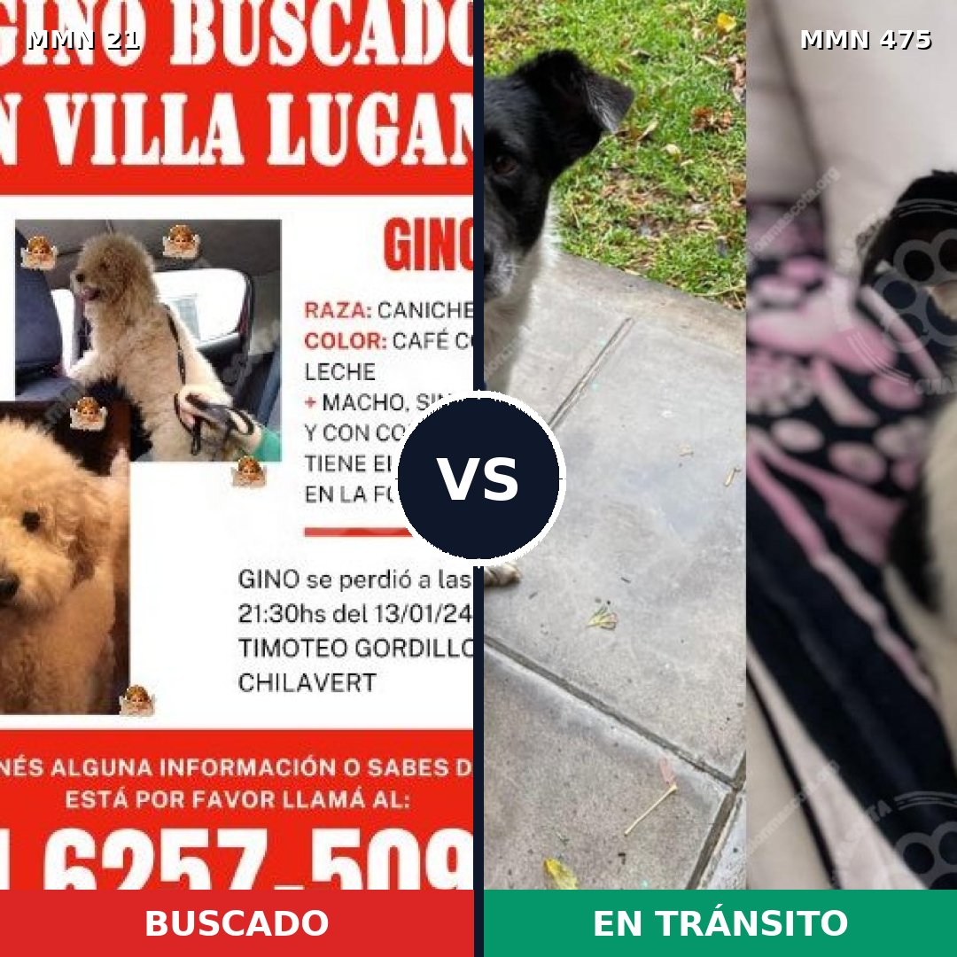 Comparativa MMS 1153: mascota perdida y mascota encontrada, 32% de similitud