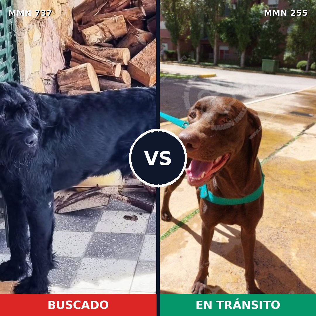 Comparativa MMS 11530: mascota perdida y mascota encontrada, 22% de similitud