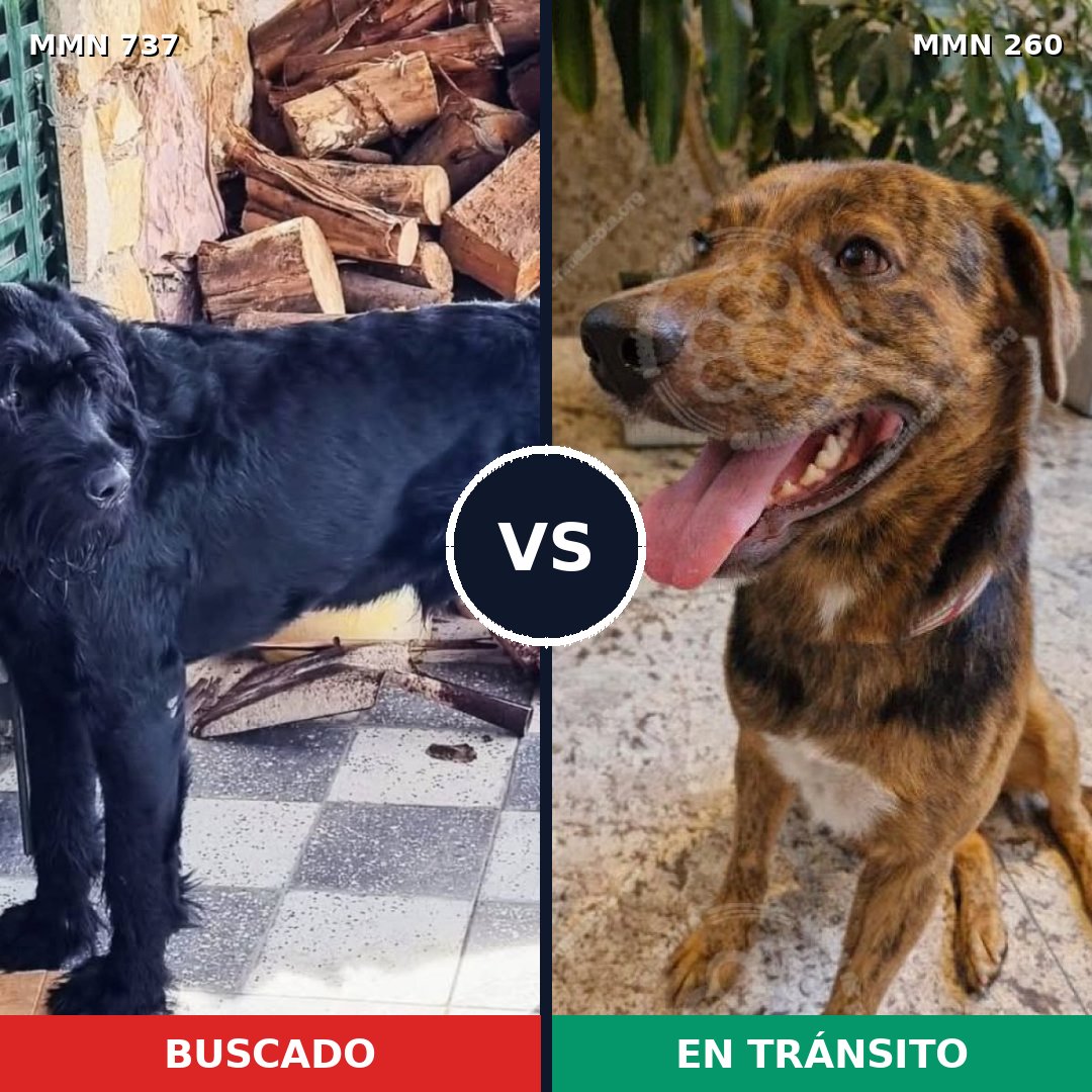 Comparativa MMS 11531: mascota perdida y mascota encontrada, 30% de similitud