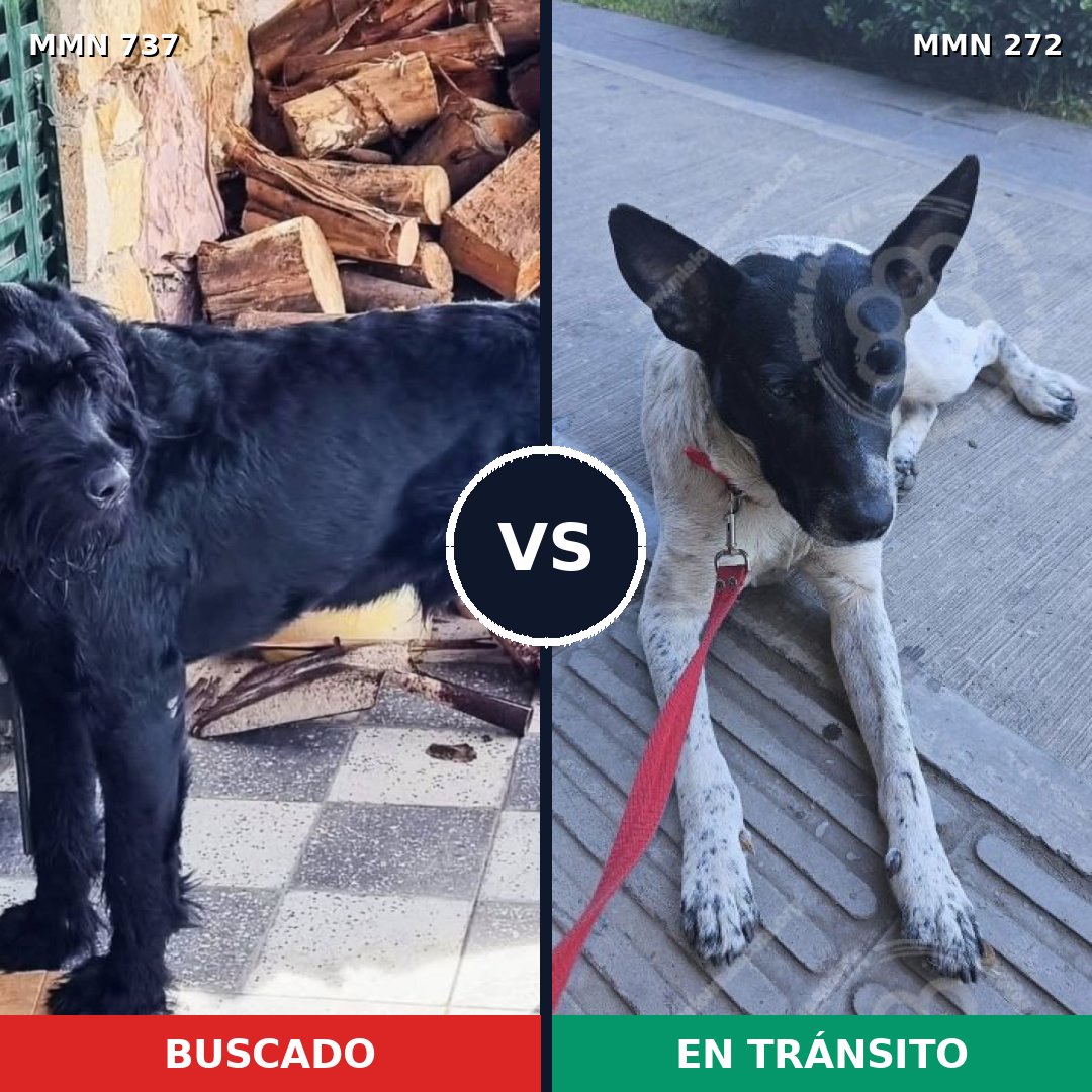 Comparativa MMS 11532: mascota perdida y mascota encontrada, 32% de similitud
