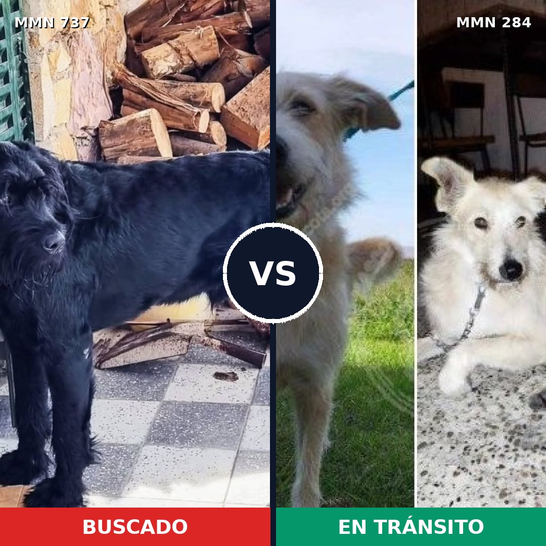 Comparativa MMS 11534: mascota perdida y mascota encontrada, 21% de similitud