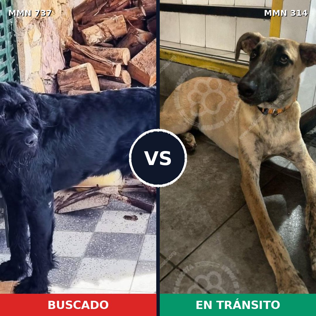 Comparativa MMS 11537: mascota perdida y mascota encontrada, 34% de similitud