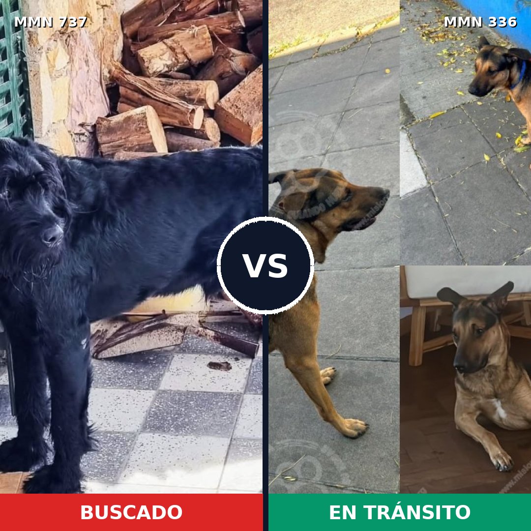 Comparativa MMS 11538: mascota perdida y mascota encontrada, 27% de similitud