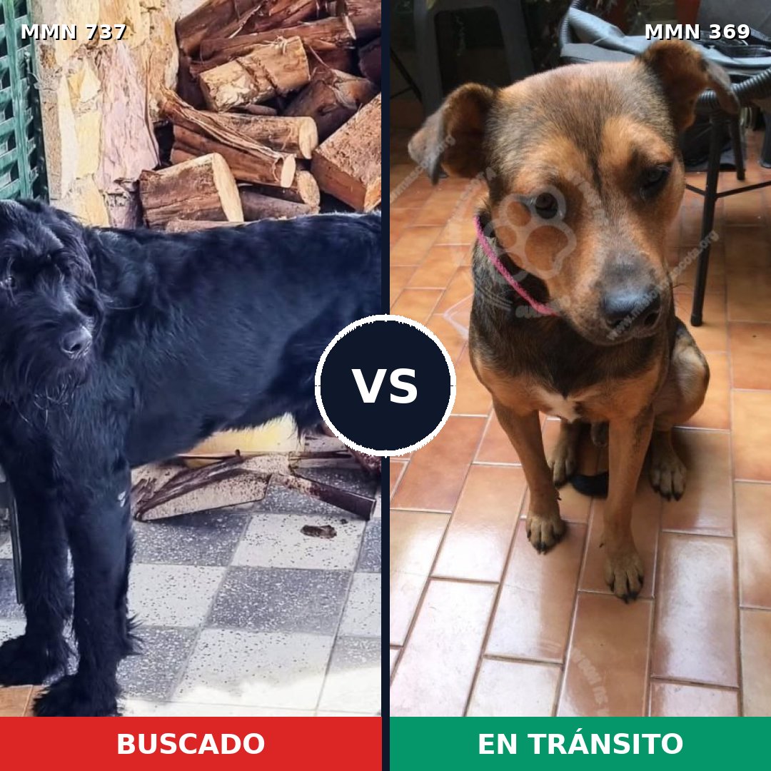 Comparativa MMS 11540: mascota perdida y mascota encontrada, 26% de similitud
