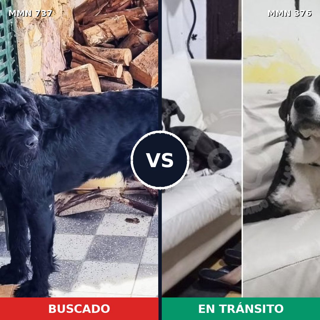 Comparativa MMS 11542: mascota perdida y mascota encontrada, 29% de similitud