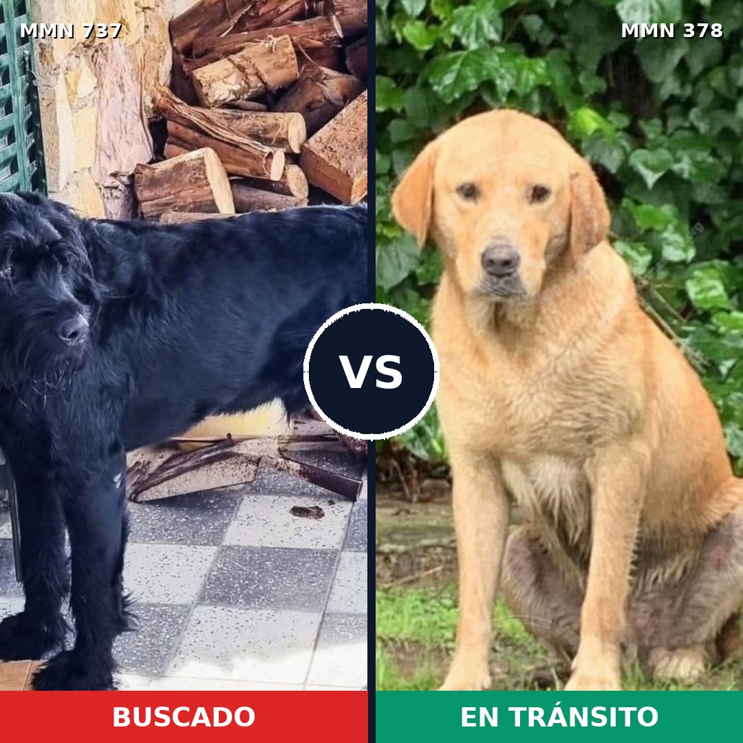 Comparativa MMS 11543: mascota perdida y mascota encontrada, 30% de similitud