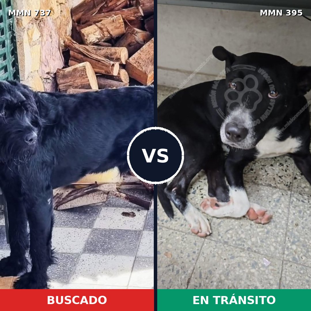 Comparativa MMS 11546: mascota perdida y mascota encontrada, 27% de similitud