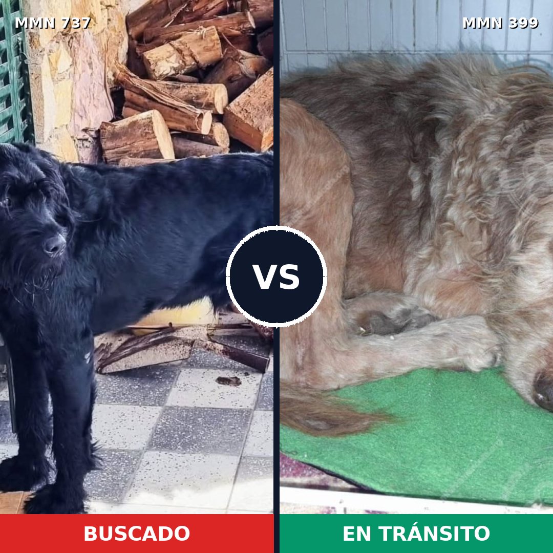 Comparativa MMS 11547: mascota perdida y mascota encontrada, 26% de similitud