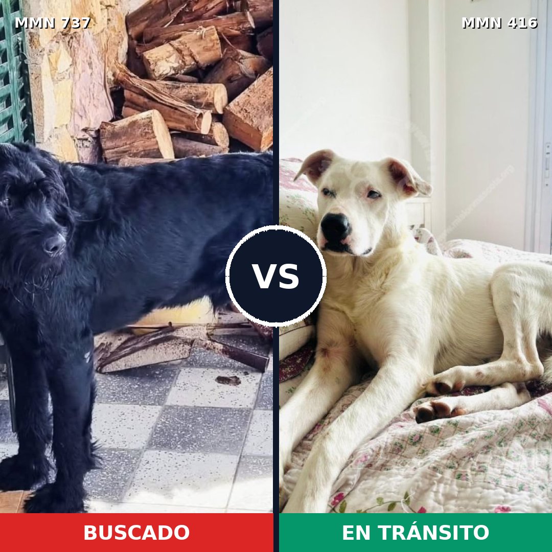 Comparativa MMS 11548: mascota perdida y mascota encontrada, 24% de similitud
