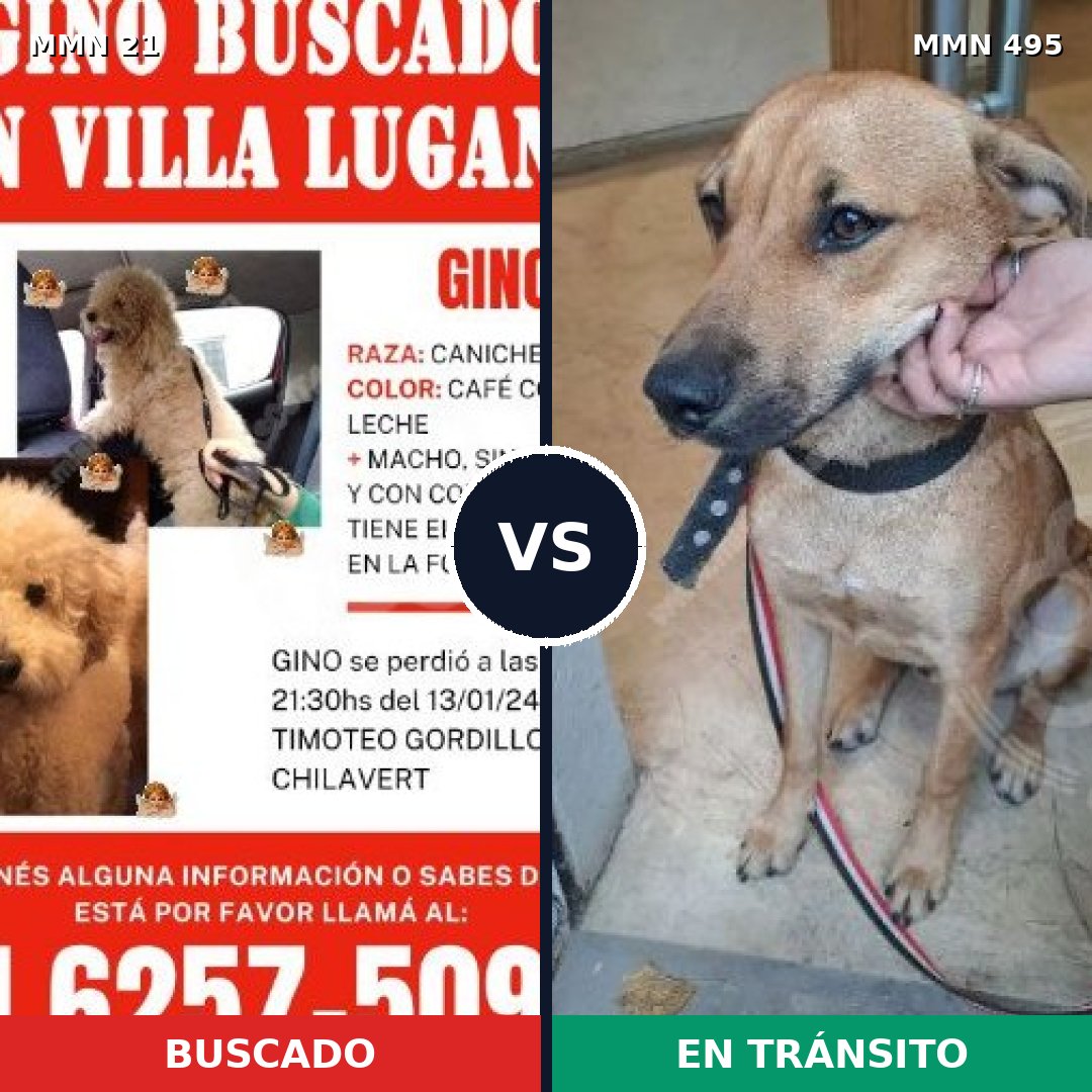 Comparativa MMS 1155: mascota perdida y mascota encontrada, 32% de similitud