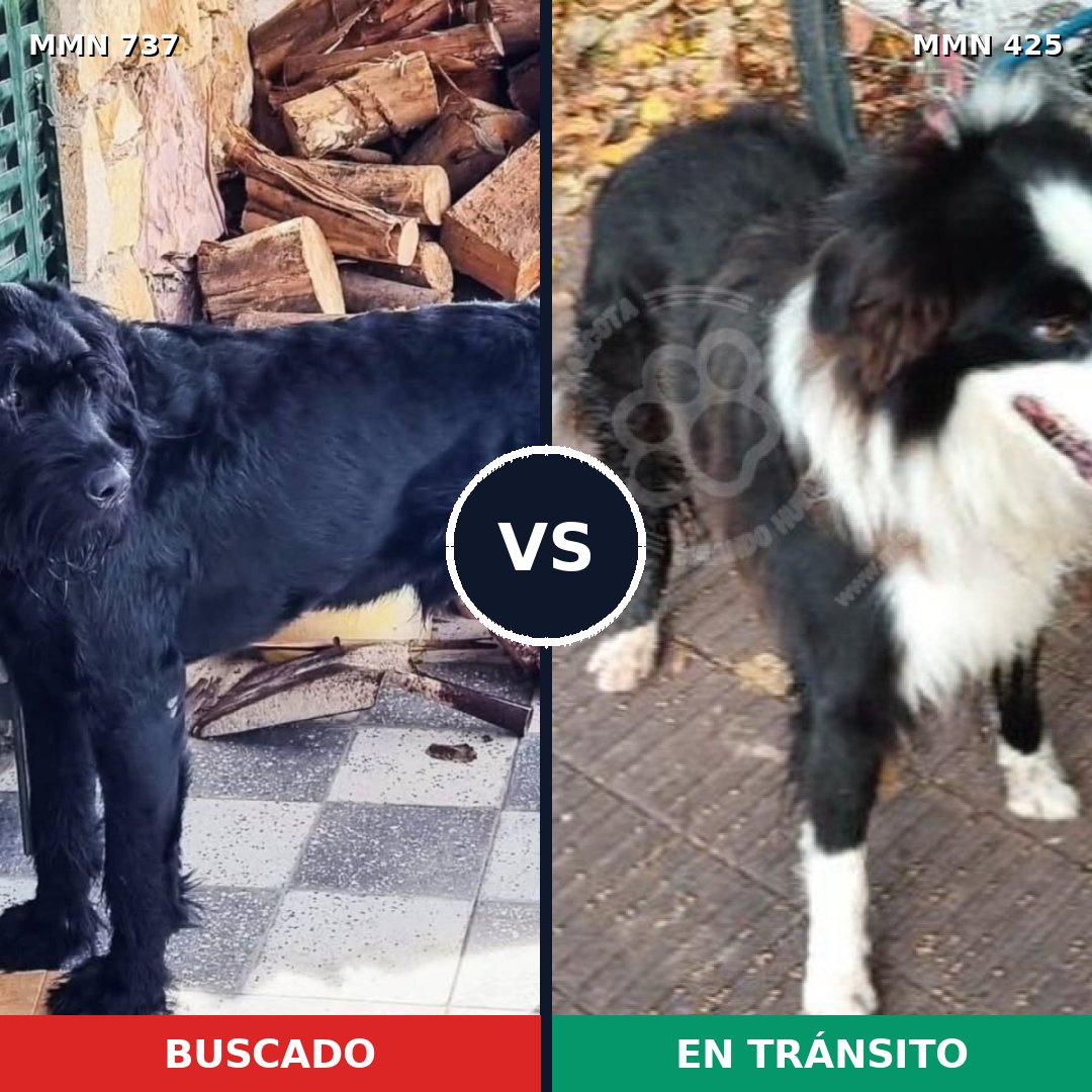 Comparativa MMS 11550: mascota perdida y mascota encontrada, 36% de similitud