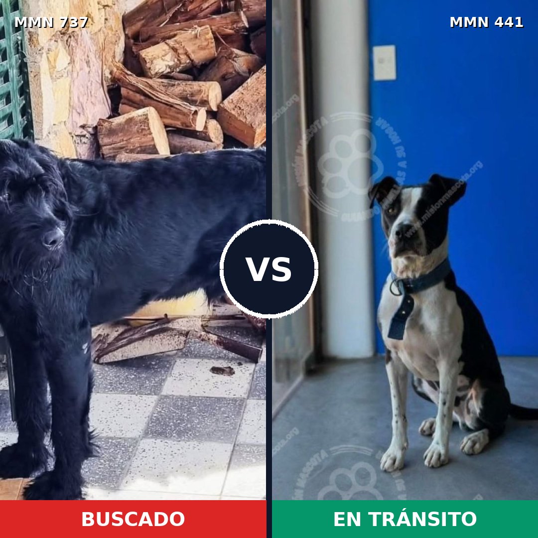 Comparativa MMS 11551: mascota perdida y mascota encontrada, 38% de similitud