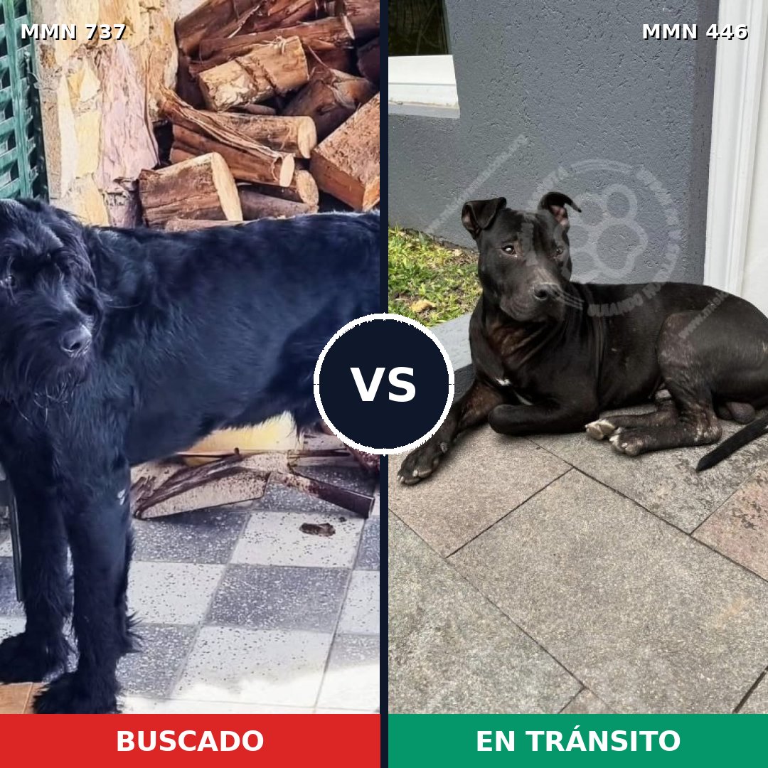Comparativa MMS 11553: mascota perdida y mascota encontrada, 28% de similitud