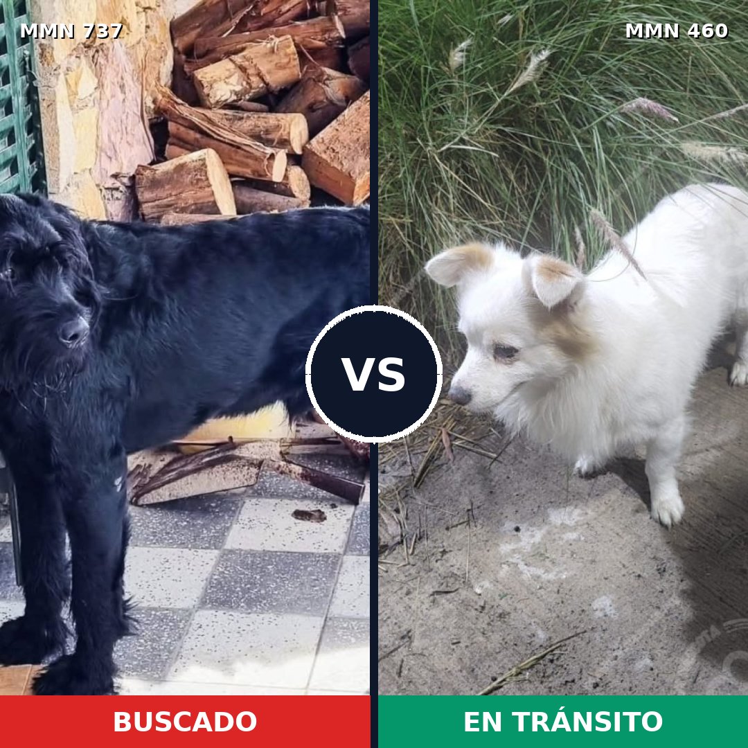 Comparativa MMS 11555: mascota perdida y mascota encontrada, 21% de similitud